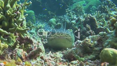 Whitetip reef shark with cleaner fish