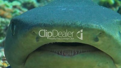 Whitetip reef shark close up