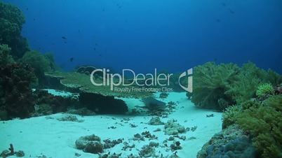 Whitetip reef shark with cleaner fish