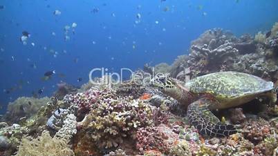 Hawksbill turtle on a coral reef