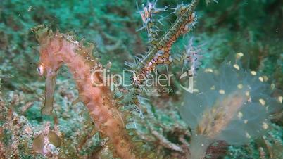 Thorny Seahorse with a Ghost pipefish