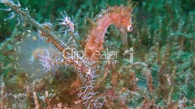 Thorny Seahorse with a Ghost pipefish