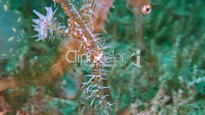 Ornate Ghost Pipefish with a Seahorse