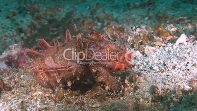 Flamboyant cuttlefish moves over sandy bottom