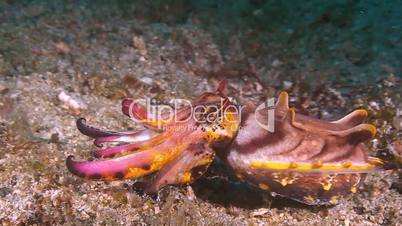 Flamboyant cuttlefish moves over sandy bottom.
