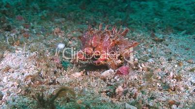 Flamboyant cuttlefish is walking on sandy bottom