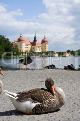 Schloss Moritzburg, Sachsen, Deutschland