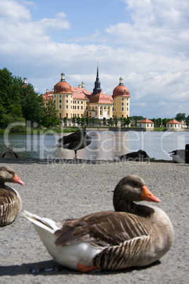 Schloss Moritzburg, Sachsen, Deutschland