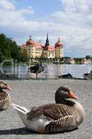 Schloss Moritzburg, Sachsen, Deutschland