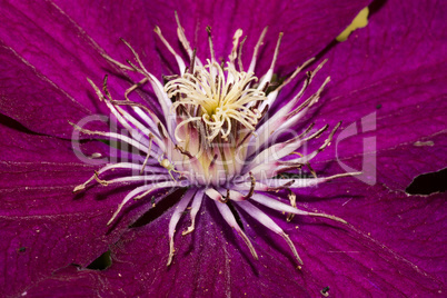 Clematis