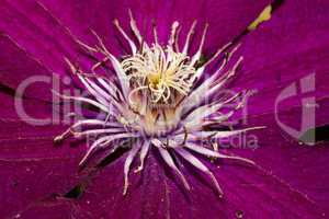 Clematis