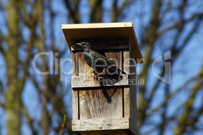 Amsel