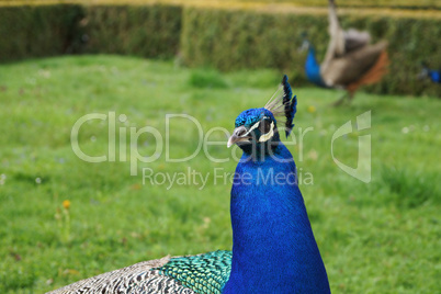 Pfau