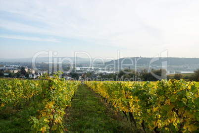 Weinanbau im Rheintal