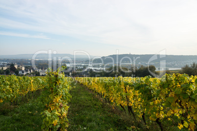 Weinanbau im Rheintal