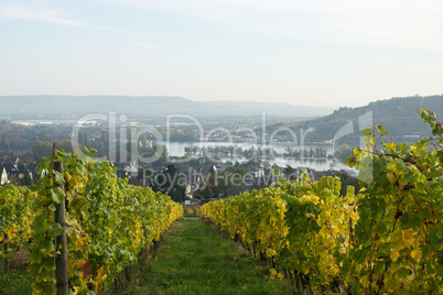 Weinanbau im Rheintal