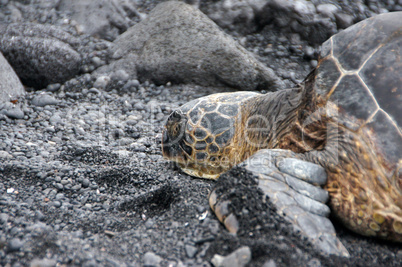 Meeresschildkröte am Strand, Hawaii, USA