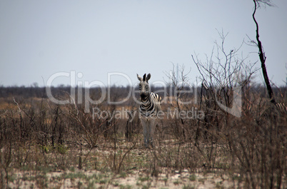 Zebra, Zentralafrika