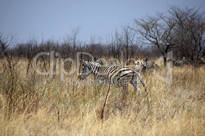 Zebra, Zentralafrika