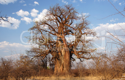 Baobab, Afrika