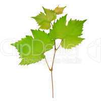 Grape leaves isolated on white background