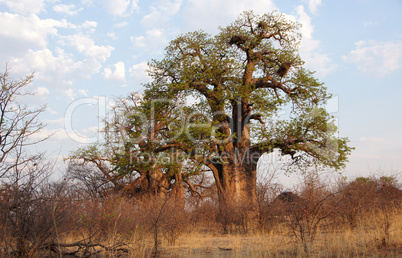 Baobab, Afrika