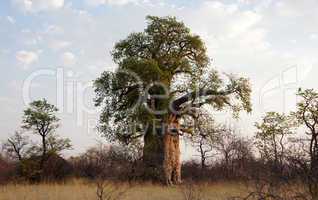 Baobab, Afrika