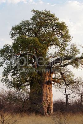 Baobab, Afrika