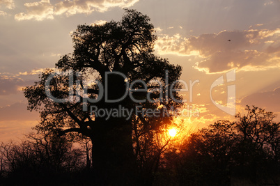 Baobab, Afrika