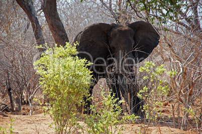 Elefant, Zentralafrika