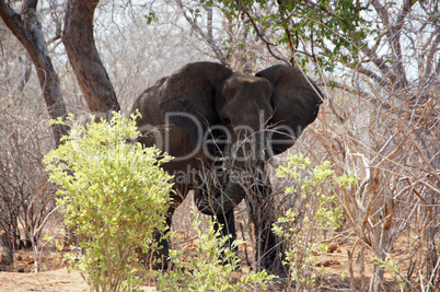 Elefant, Zentralafrika