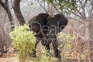 Elefant, Zentralafrika