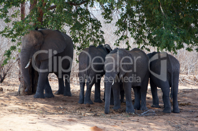 Elefant, Zentralafrika