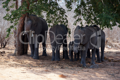 Elefant, Zentralafrika