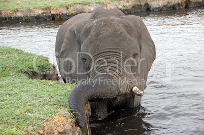 Elefant, Zentralafrika