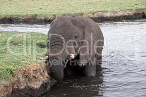 Elefant, Zentralafrika