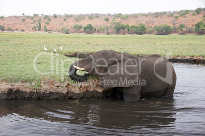 Elefant, Zentralafrika