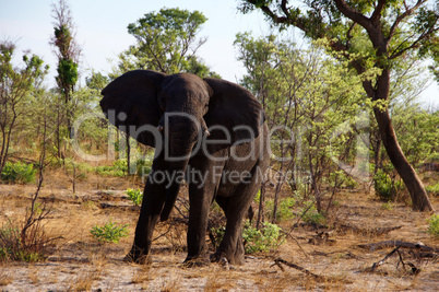 Elefant, Zentralafrika