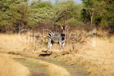 Zebra, Zentralafrika