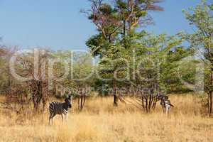 Zebra, Zentralafrika