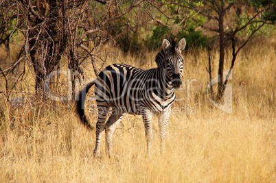 Zebra, Zentralafrika