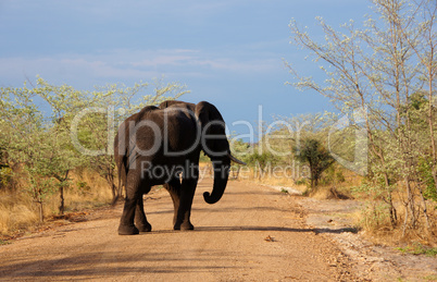 Elefant, Zentralafrika