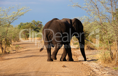 Elefant, Zentralafrika