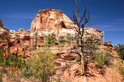 Calf Creek Falls, Utah, USA