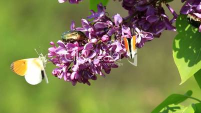 Insects sucking nectar in a flowers from common lilac bush