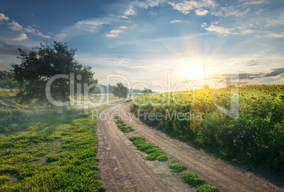 Country road and sunflowers