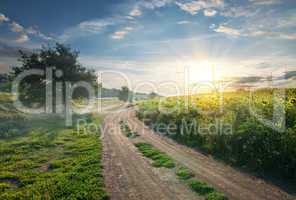 Country road and sunflowers