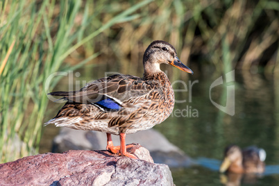 Wild duck