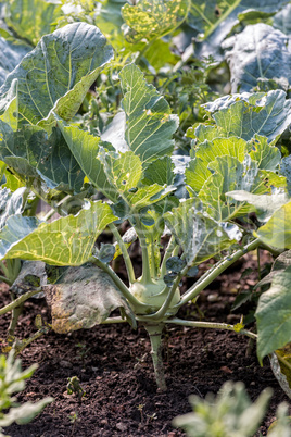 Kohlrabi