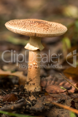 Blusher fungi (Amanita rubescens)